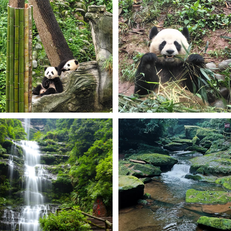 Customized Tea Cultural Tourism | Sichuan: The Sichuan-Tibet Ancient Tea-Horse Road 12